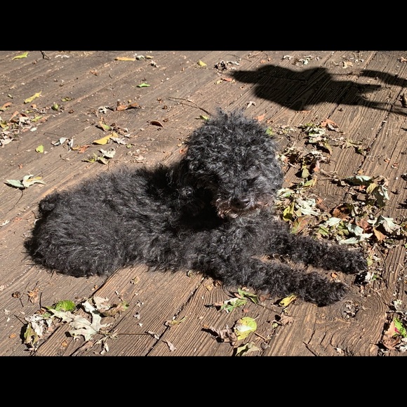 Meet your Posher, Kate - Picture 1 of 1